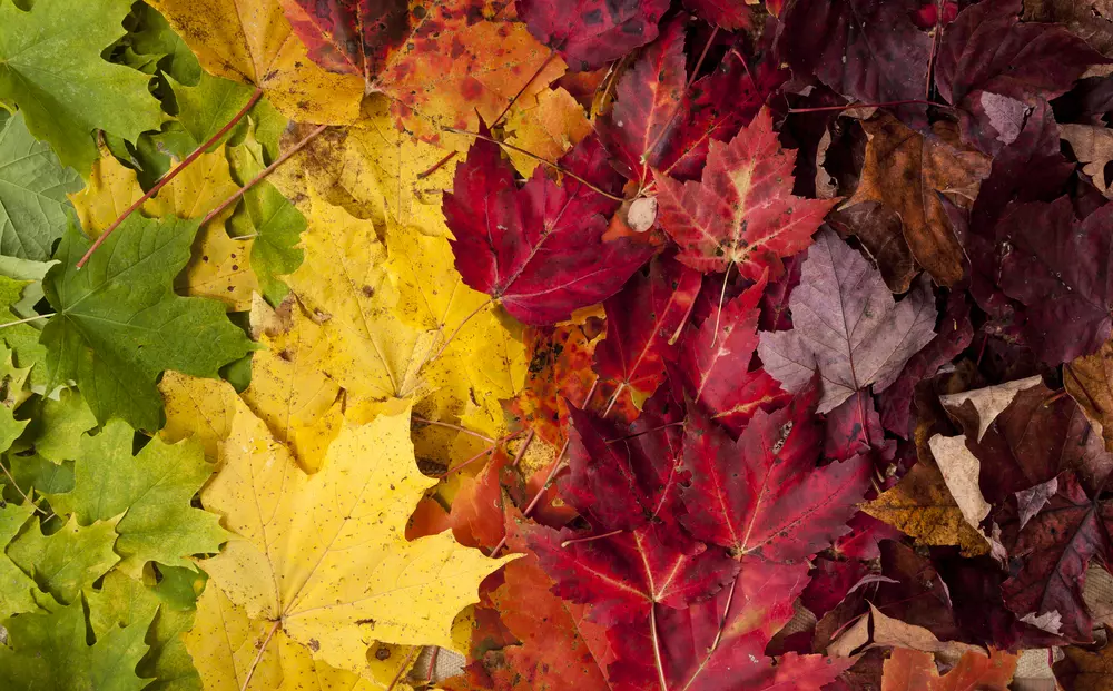 When Is the Best Time to Move House? 3 best season to move house