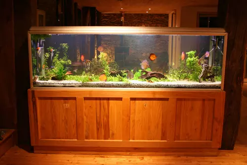 How to Move an Aquarium - How to Move With Fish 1 Kent how to move an aquarium - how to move with fish image