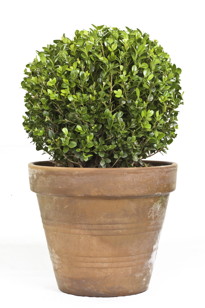 How To Move Plant Pots Tips For Moving Plant Pots Kent