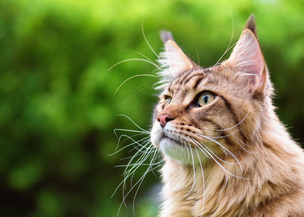 Kent moving an outdoor cat to a new home - moving with an outdoor cat